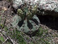 Gymnocalycium ochoterenae