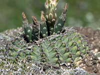 Gymnocalycium ochoterenae