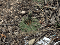 Gymnocalycium ochoterenae