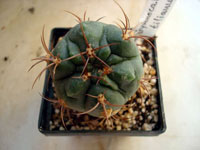 Gymnocalycium oenanthemum