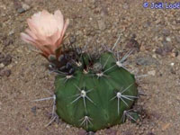 Gymnocalycium paediophilum