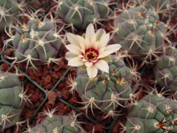 Gymnocalycium pflanzii