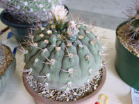 Gymnocalycium pflanzii