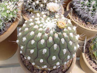 Gymnocalycium pflanzii