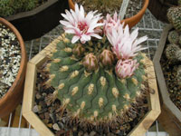 Gymnocalycium pflanzii