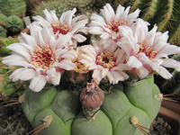 Gymnocalycium pflanzii