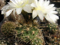 Gymnocalycium platense