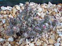 Micropuntia pulchella