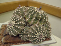 Gymnocalycium quehlianum