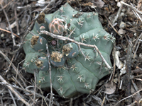 Gymnocalycium quehlianum