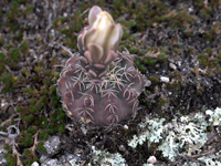 Gymnocalycium quehlianum