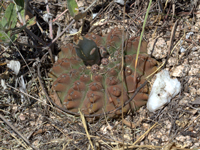 Gymnocalycium quehlianum