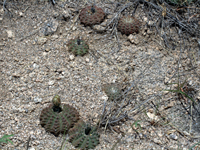 Gymnocalycium quehlianum