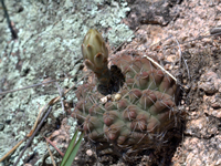 Gymnocalycium quehlianum