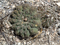 Gymnocalycium quehlianum