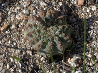 Gymnocalycium quehlianum