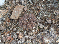 Gymnocalycium quehlianum