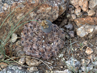 Gymnocalycium quehlianum