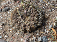 Gymnocalycium quehlianum