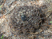 Gymnocalycium quehlianum