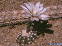 Gymnocalycium ragonesei