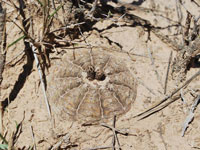 Gymnocalycium ragonesei