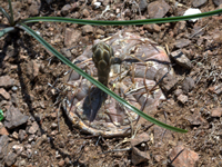 Gymnocalycium ragonesei