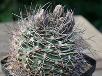 Gymnocalycium rhodantherum