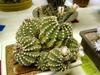 Gymnocalycium quehlianum