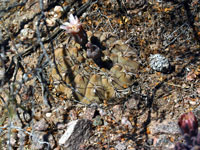 Gymnocalycium glaucum