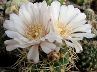 Gymnocalycium ritterianum