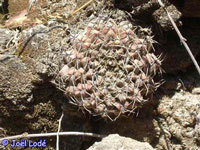 Gymnocalycium robustum