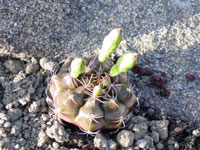 Gymnocalycium anisitsii