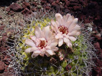 Gymnocalycium saglionis