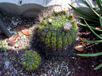 Gymnocalycium saglionis