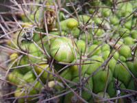 Gymnocalycium saglionis