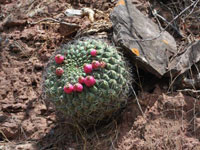 Gymnocalycium saglionis