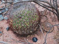 Gymnocalycium saglionis