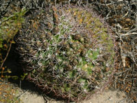 Gymnocalycium saglionis