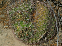 Gymnocalycium saglionis