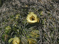 Gymnocalycium saglionis