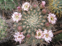 Gymnocalycium saglionis