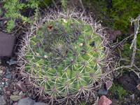 Gymnocalycium saglionis