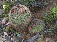 Gymnocalycium saglionis