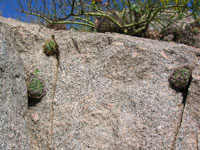 Gymnocalycium saglionis