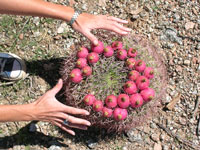 Gymnocalycium saglionis