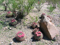 Gymnocalycium saglionis