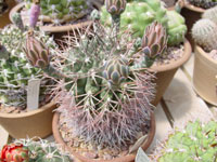 Gymnocalycium schickendantzii