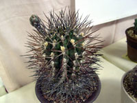 Gymnocalycium schickendantzii