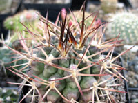 Gymnocalycium schickendantzii